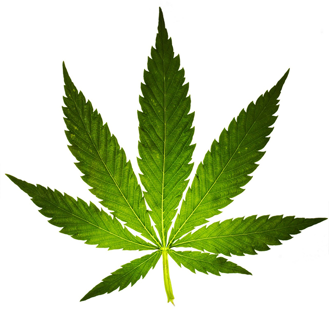 19. dec.: Mød to internationale eksperter i medicinsk cannabis