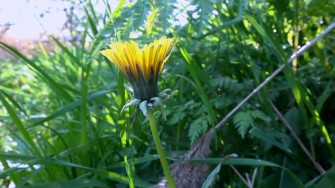 Hyld, døvnælde, tvetand og mange andre…