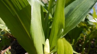 Flere urter på Christianshavns voldanlæg