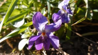 Løgplanter på Christianhavns voldanlæg