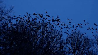 Allikerne på Kaninøen