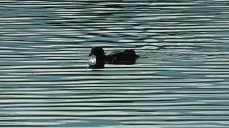 Fugle i Christiania 2:2