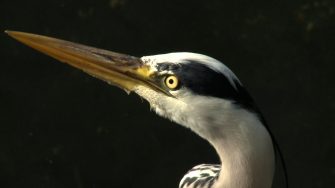 Fuglestemmer i Christiania