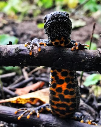 Åbning af arternes ambassade i København