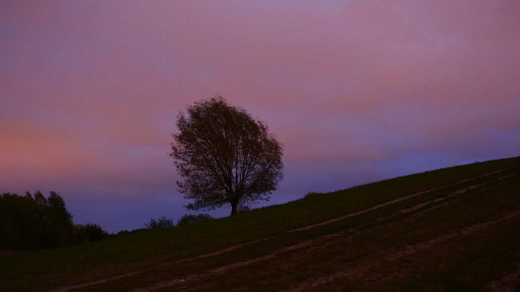 laurits amager faelled