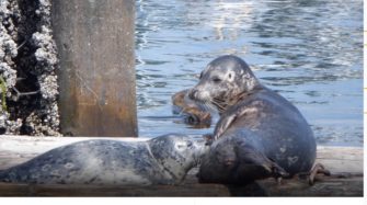 Verdensomsejlerne planlægger vinteren