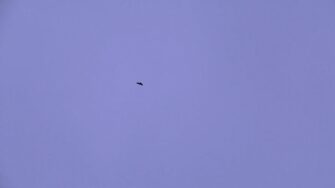 Amager Fælleds Venner