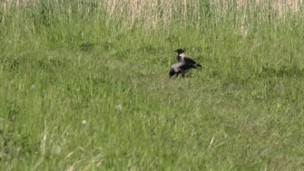 6. Fællesring om Amager Fælled