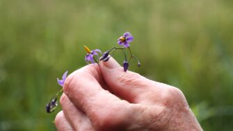De vilde blomsters dag