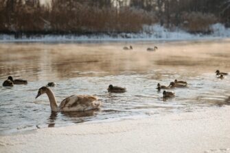Tre nye fugleflåder på Christianshavn